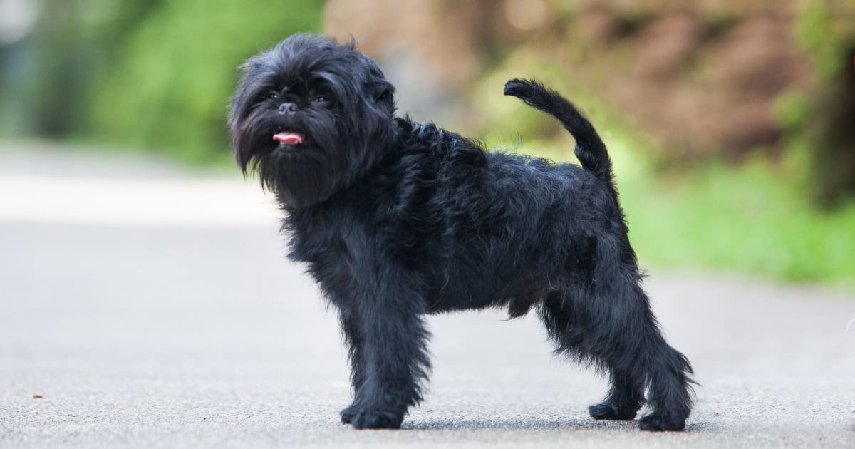 Affenpinscher