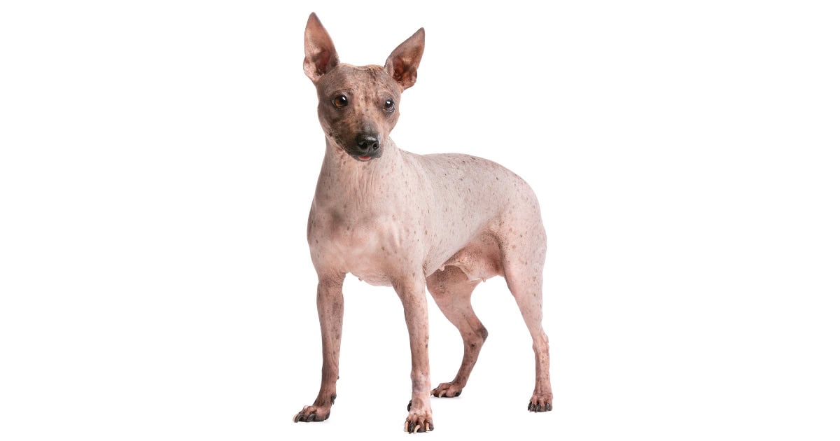 American Hairless Terrier
