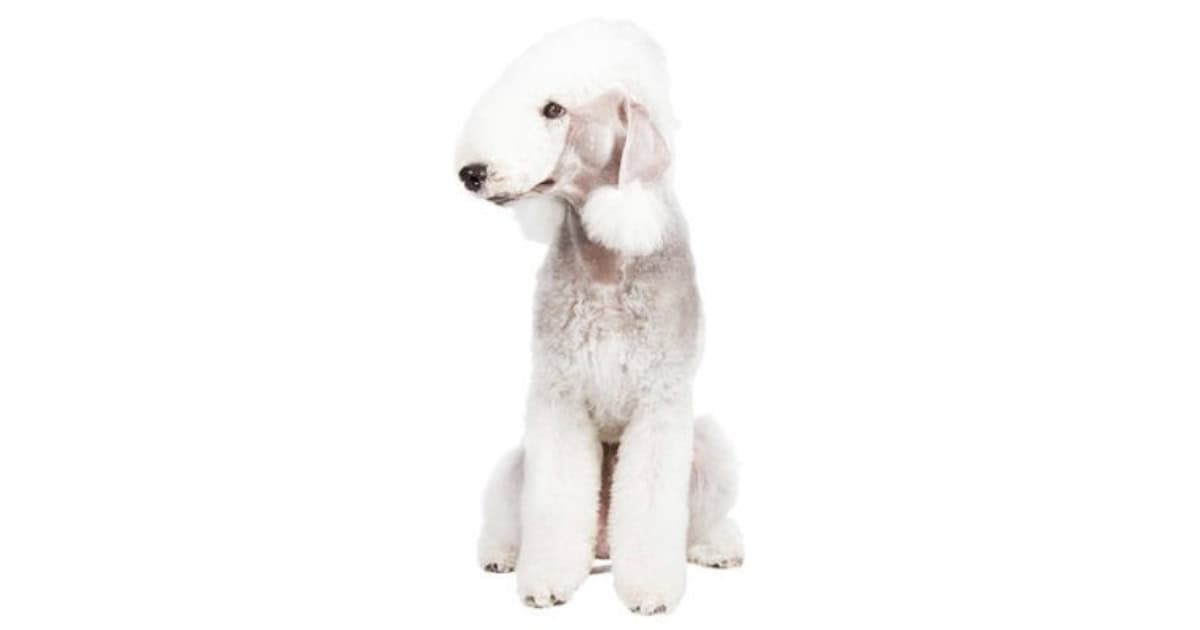 Bedlington Terrier