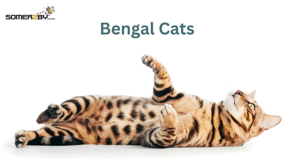 Bengal Cats