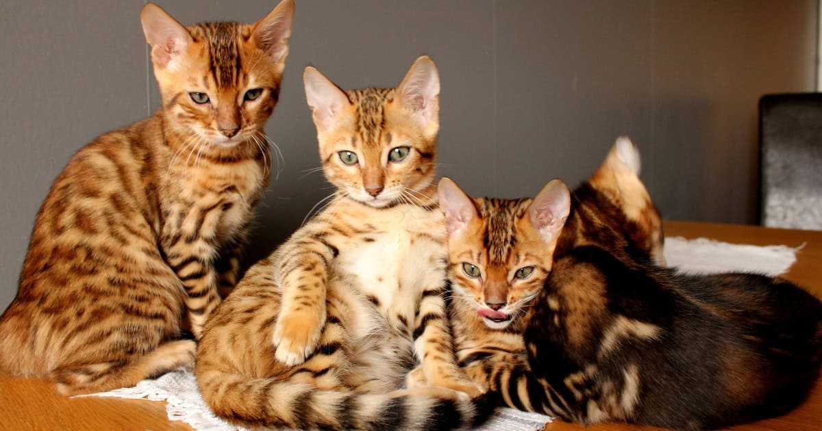 Bengal kittens