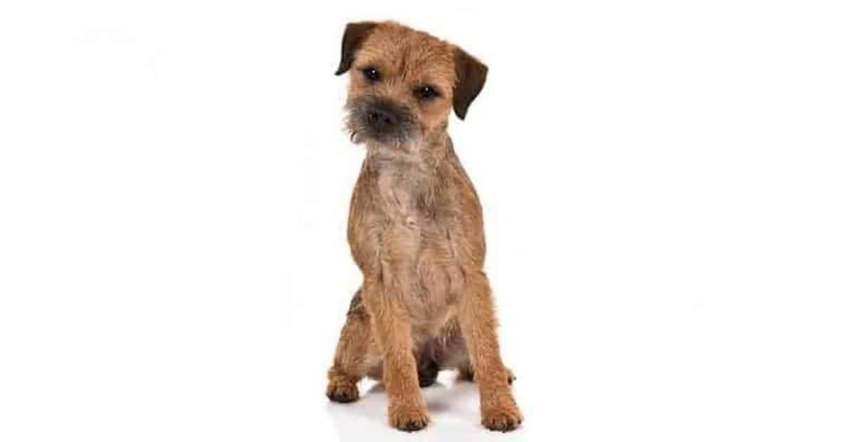 Border Terrier