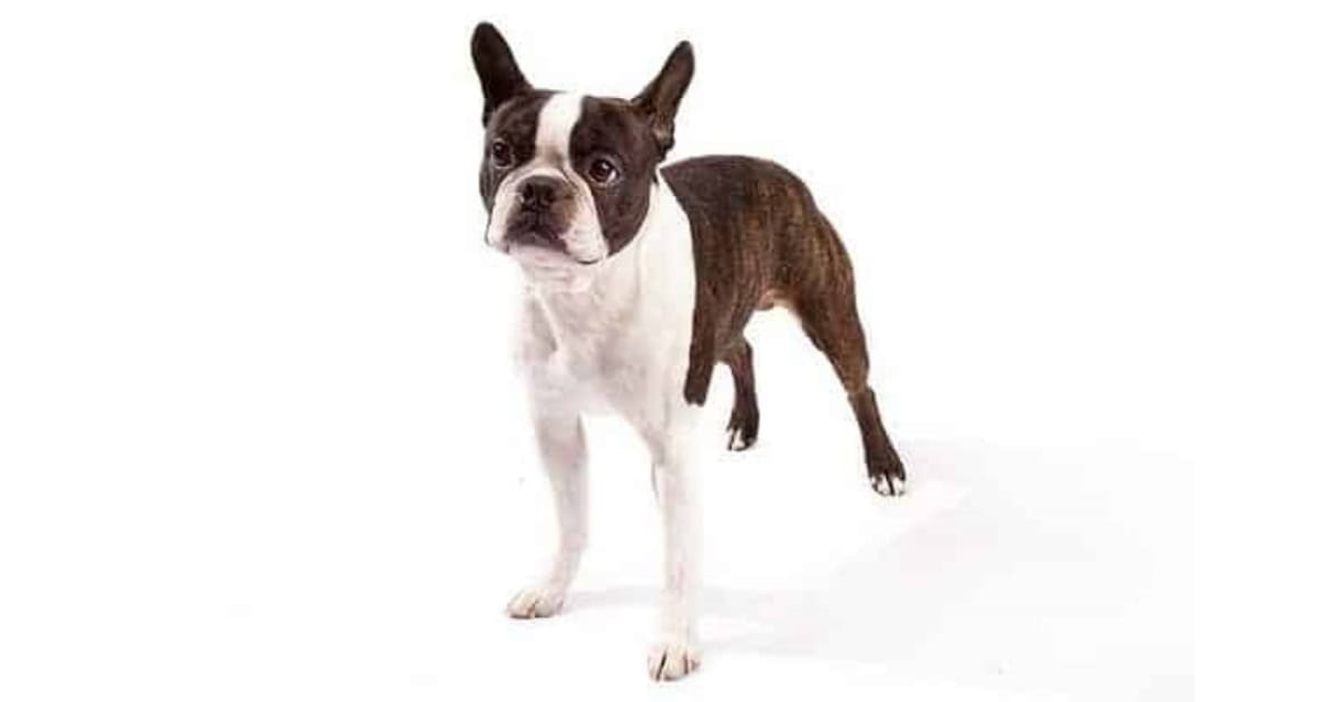 Boston Terrier