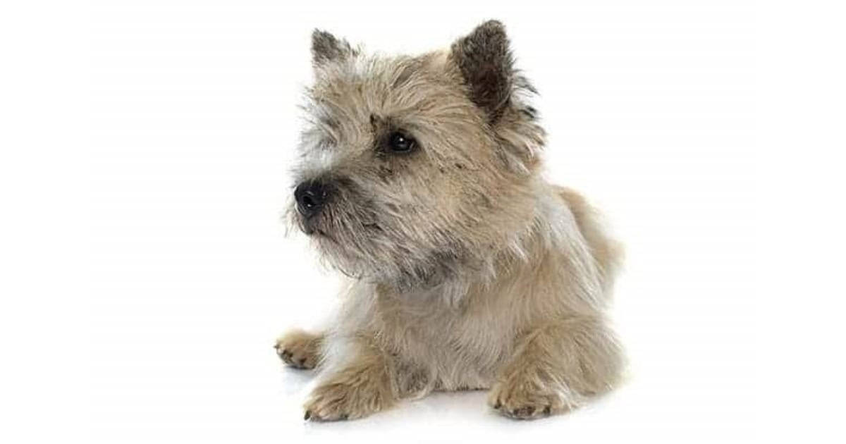 Cairn Terriers