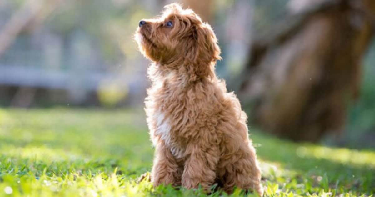 Cavoodle Dog
