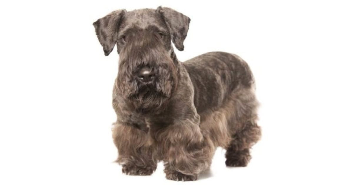 Cesky Terrier