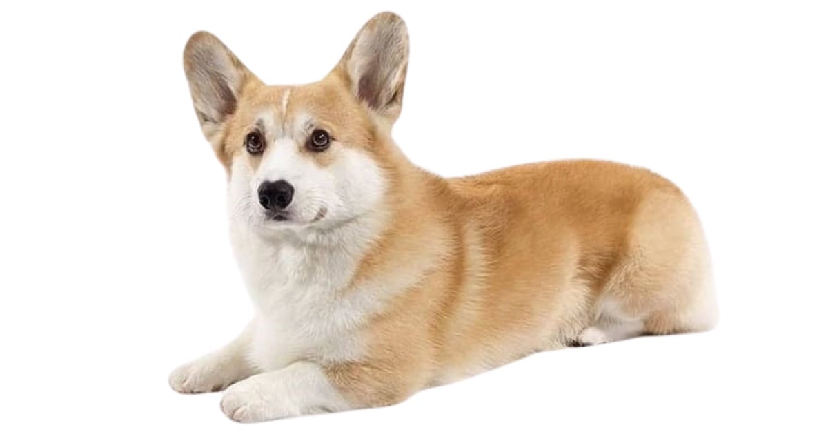 Corgi