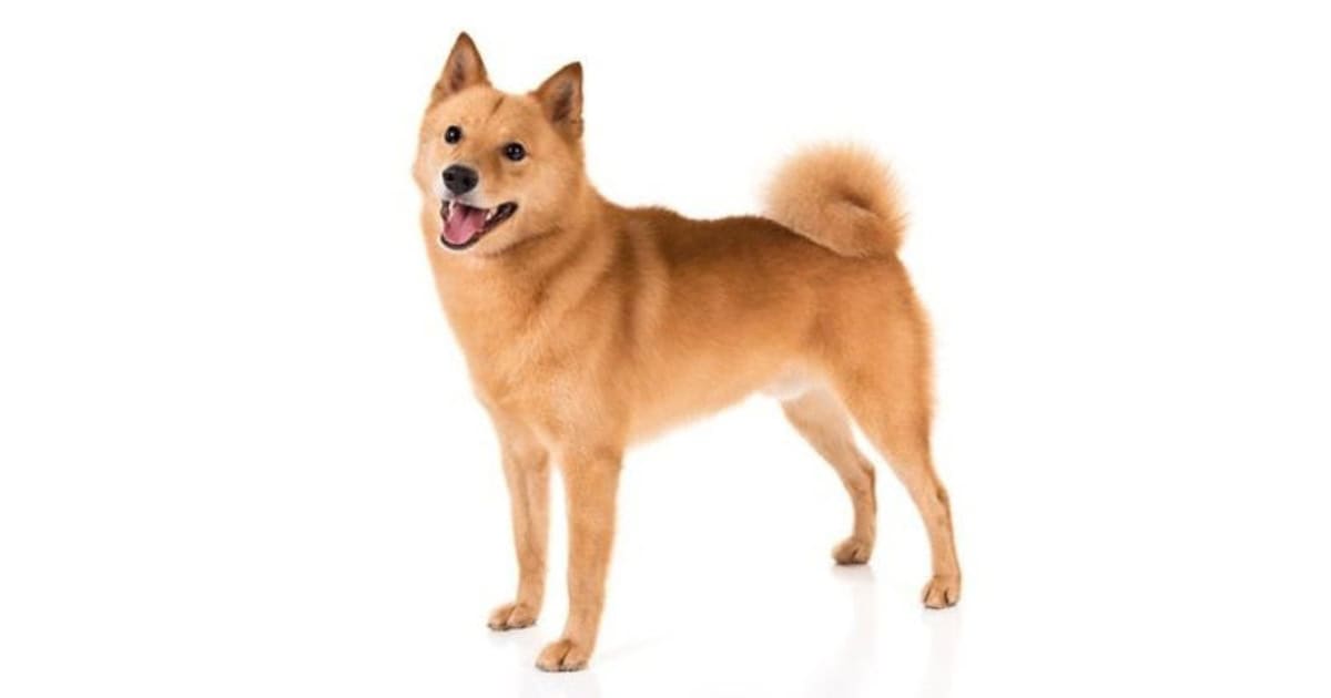 Finnish Spitz