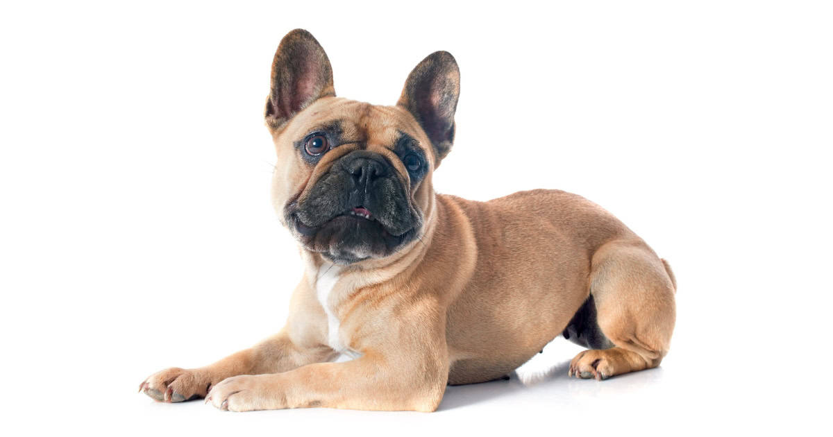 French Bulldog