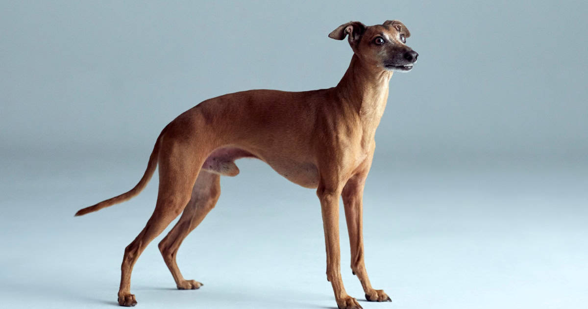 Italian Greyhound