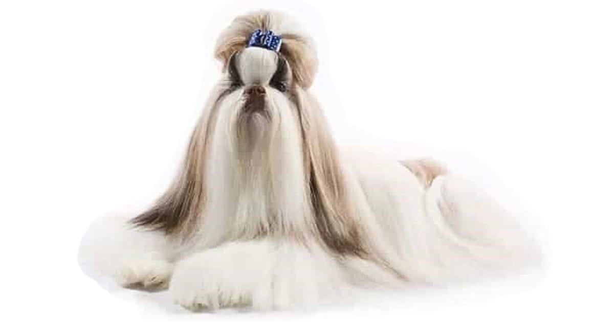 Maltese ShihTzu