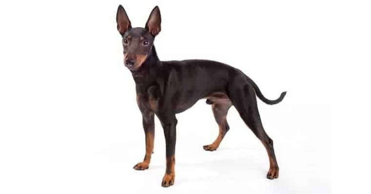 Manchester Terrier (standard and toy)
