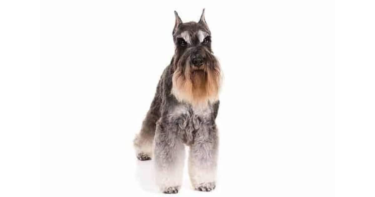 Miniature Schnauzer