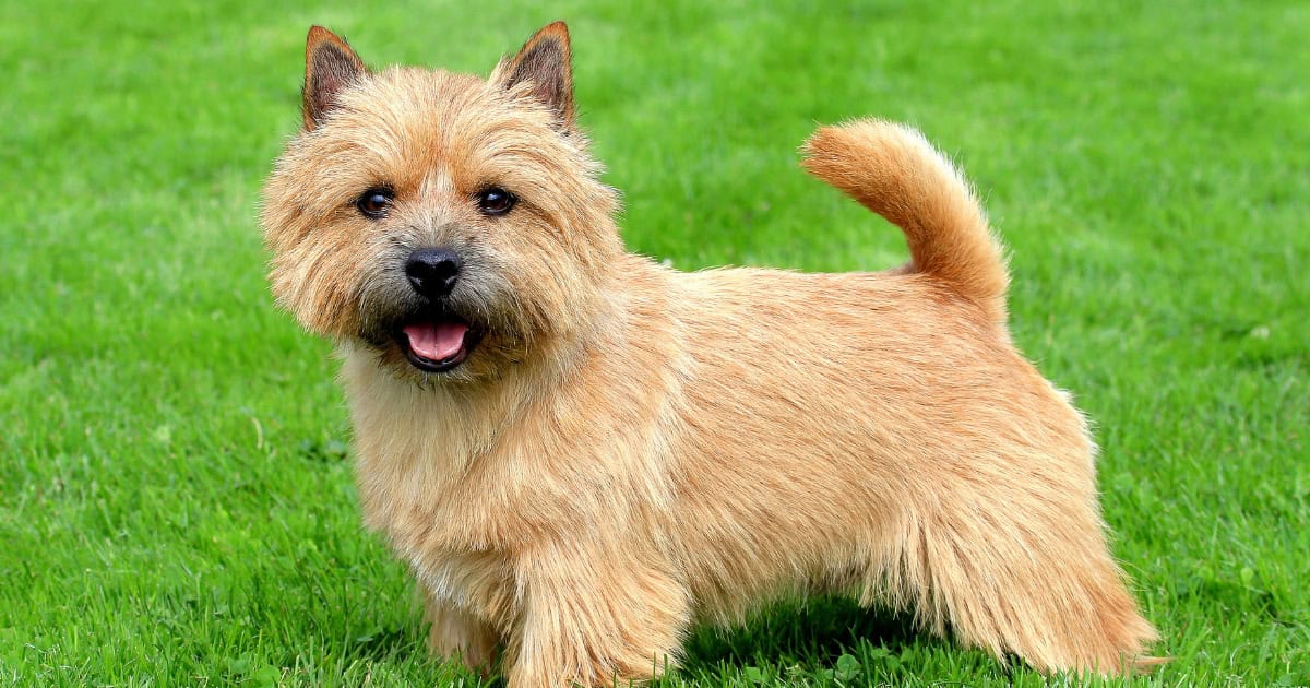 Norwich Terrier