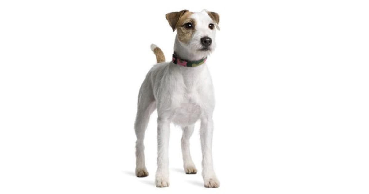 Parson Russell Terrier