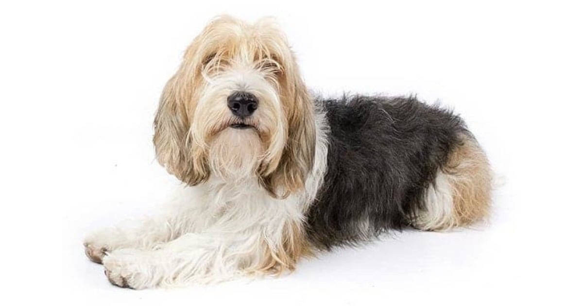 Petit Basset Griffon Vendéen