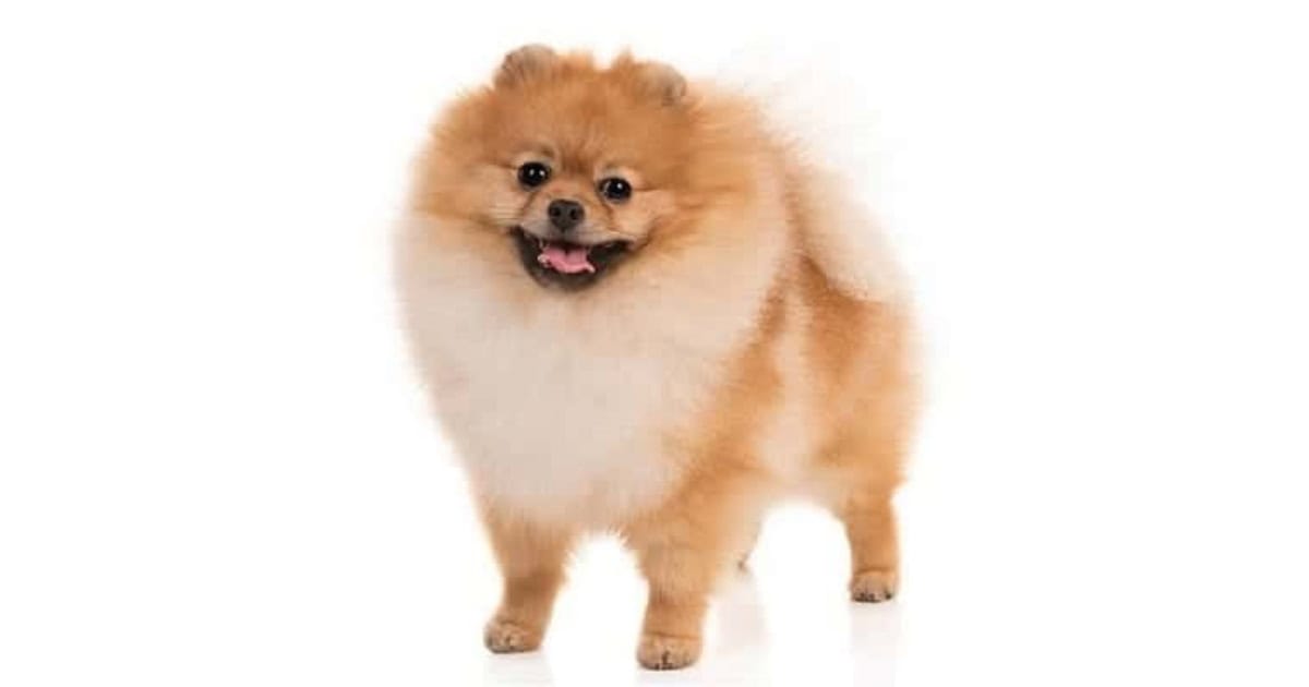 Pomeranian
