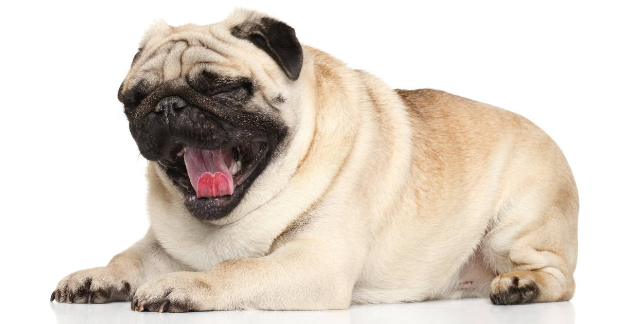 Pug