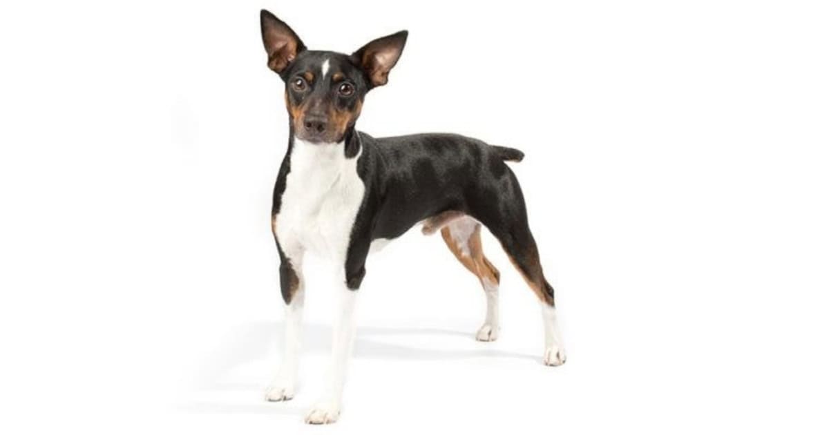 Rat Terrier