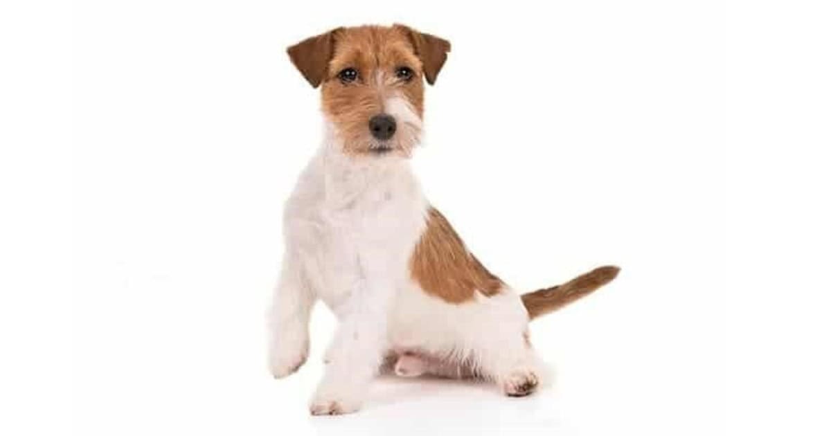 Russell Terrier