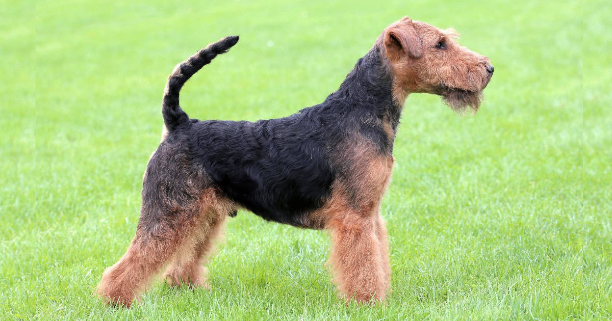 Welsh Terrier