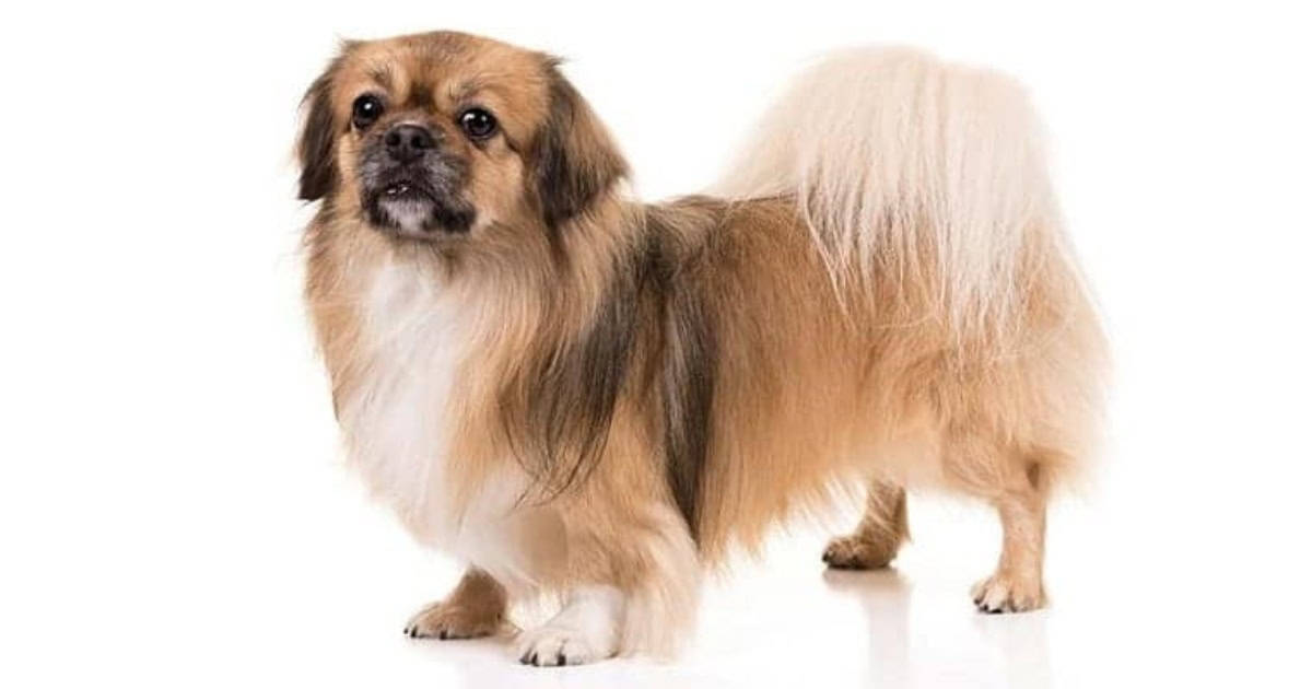 tibetan spaniel