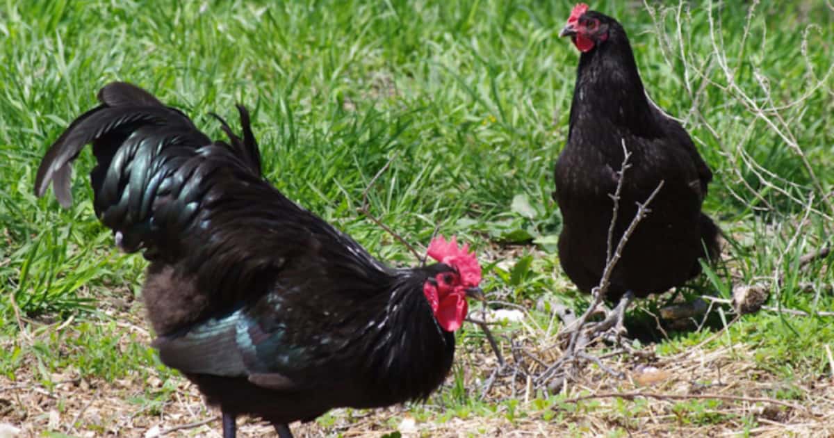 Australian heritage breed