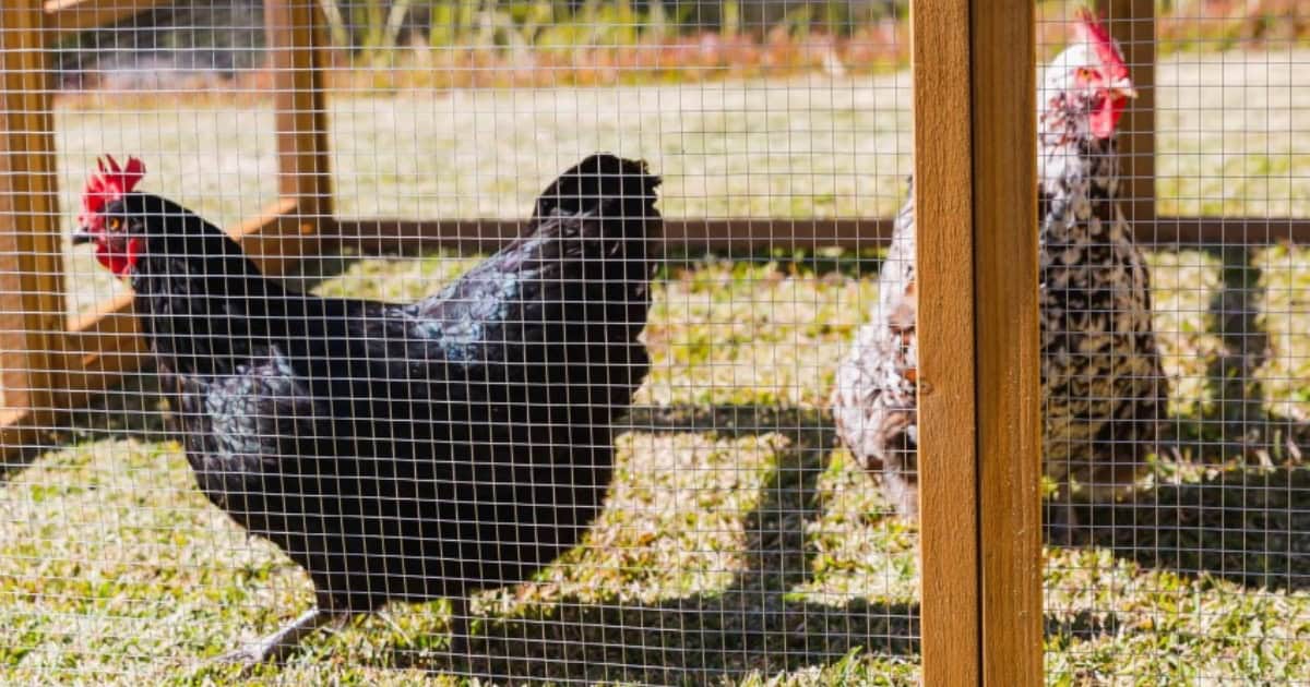 Get the right sized Coop
