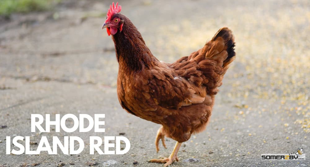Rhode Island Red Chickens