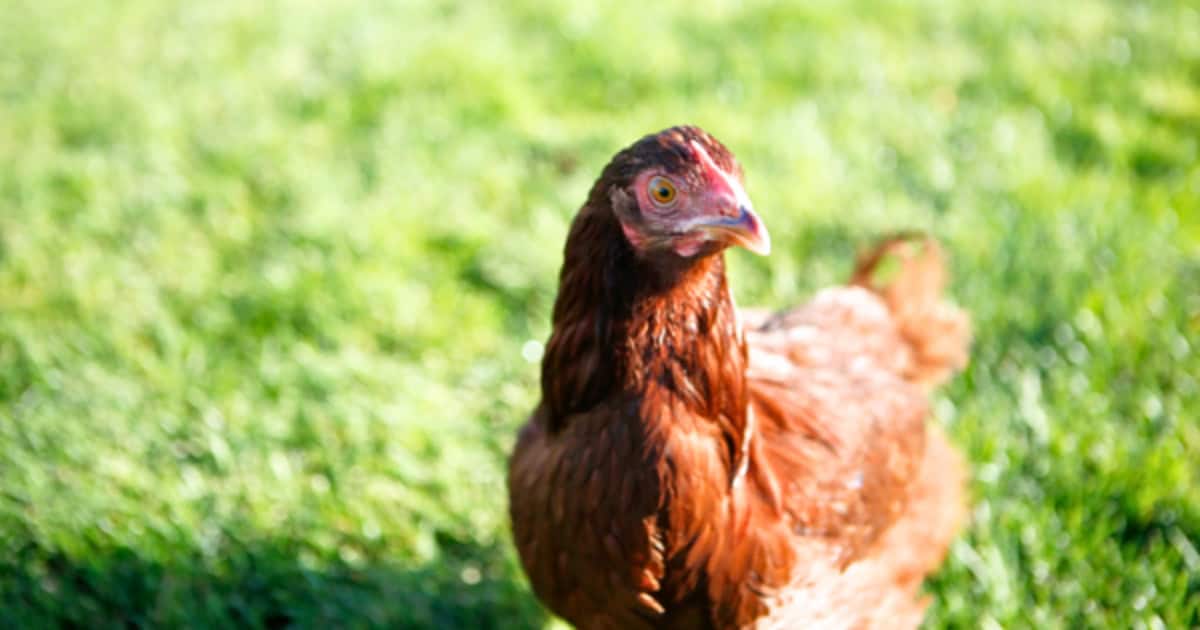 Rhode Island Red Temperament