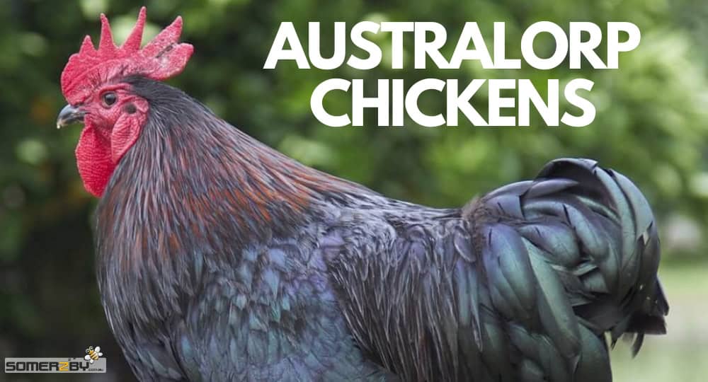 australorp Chickens