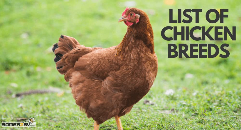 A-Z List of Chicken Breeds