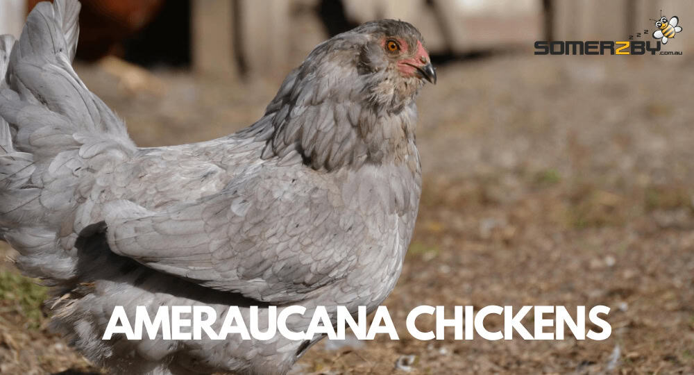 Ameraucana Chickens