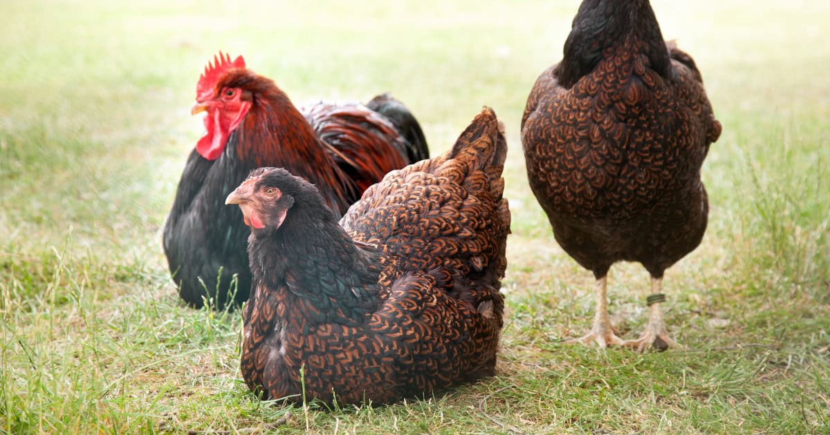 Barnevelder Chickens