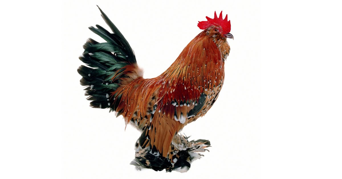 Belgian Bearded d’Uccle