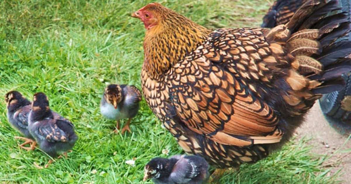 Breeding Wyandotte Chickens