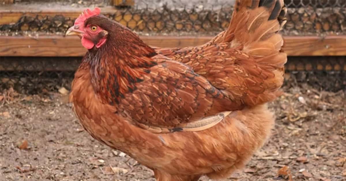 Cinnamon Queen Chickens