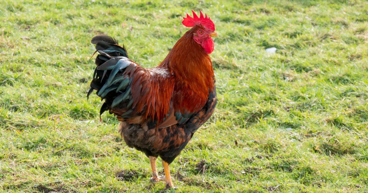 Croad Langshan - German