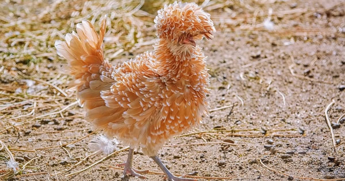 Frizzle Chicken Appearance
