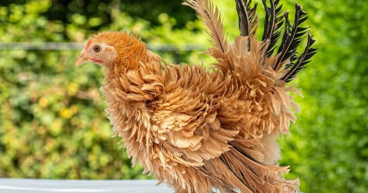 Frizzle Chicken Breed