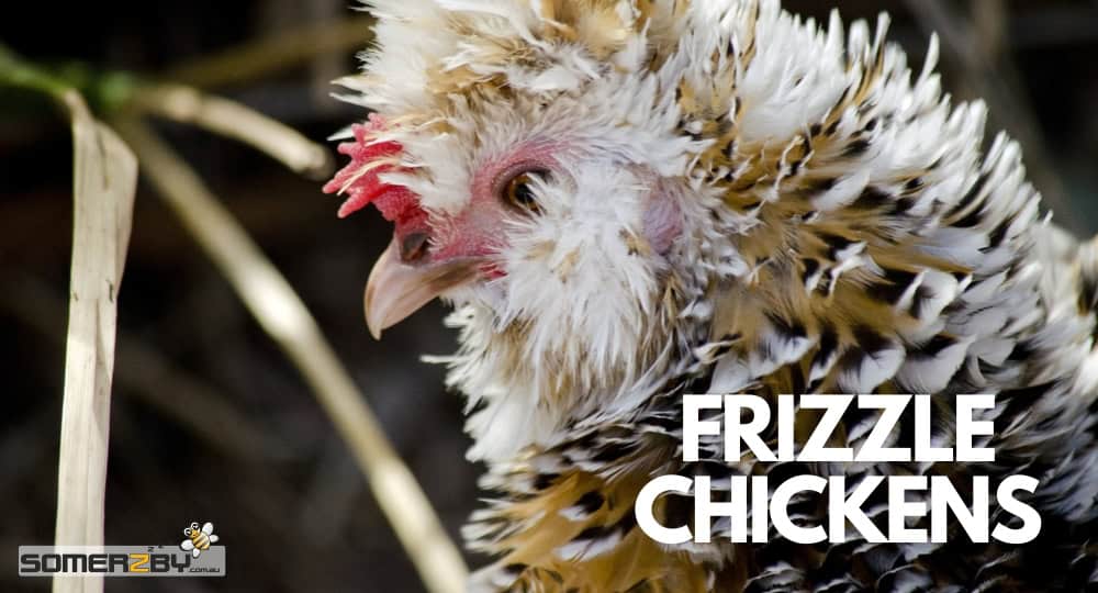Frizzle Chickens