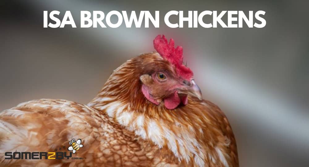 Isa Brown Chickens
