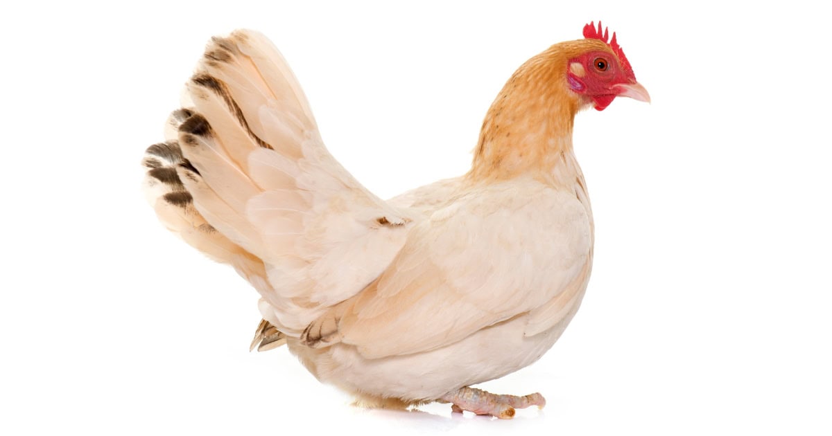 Japanese Bantam Breed