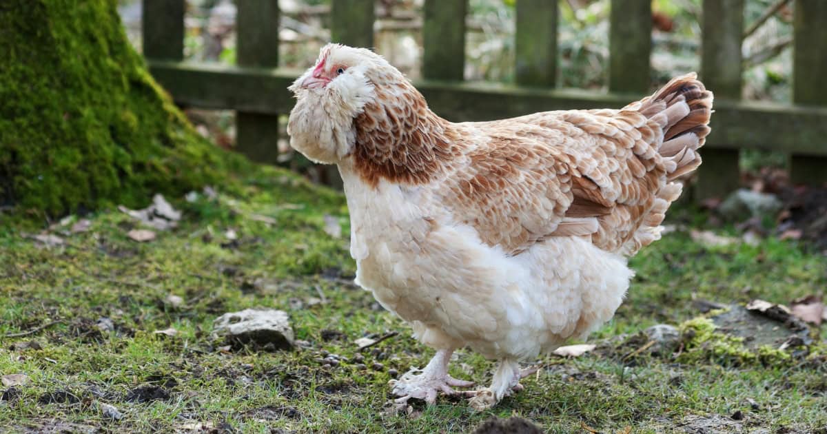 Salmon Coloured Faverolles Chicken