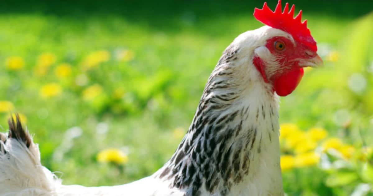 Sussex Chicken Breed Temperament