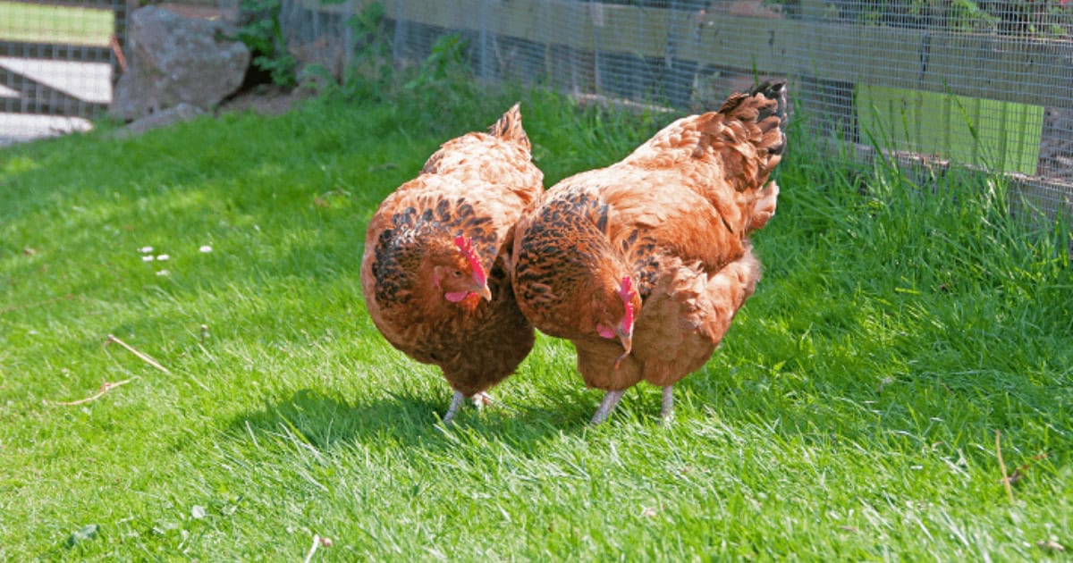 Sussex 'Kentish Fowl' Chicken Breed