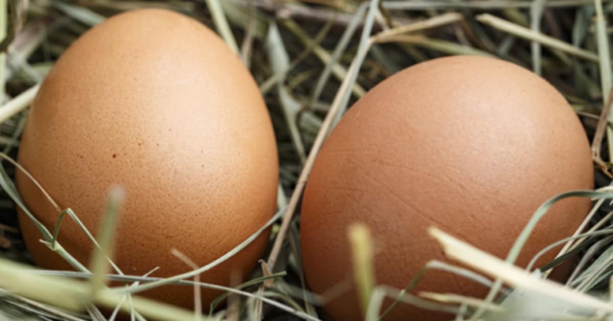 Wyandotte Chicken Eggs