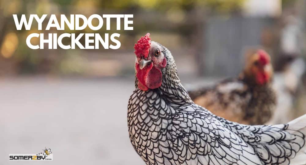 Wyandotte Chickens Breed