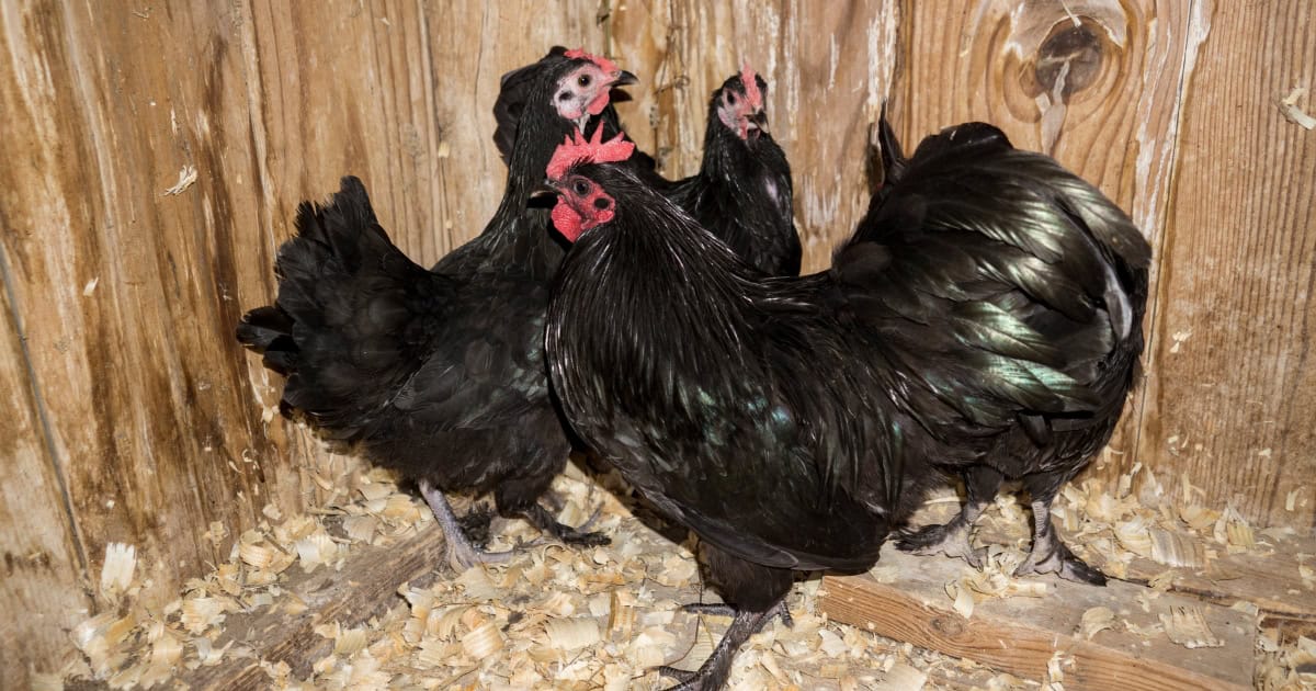 australian langshan hen