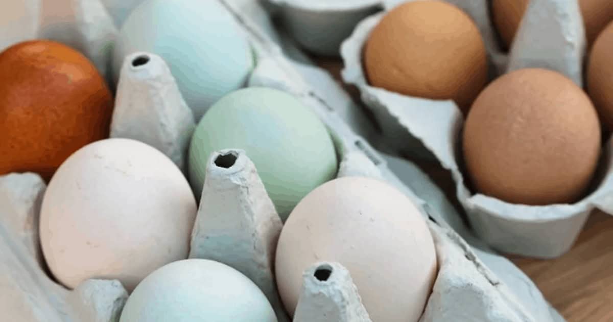 Amerauacans are known for their coloured eggs